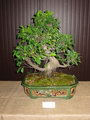 Ficus Retusa Bonsai
